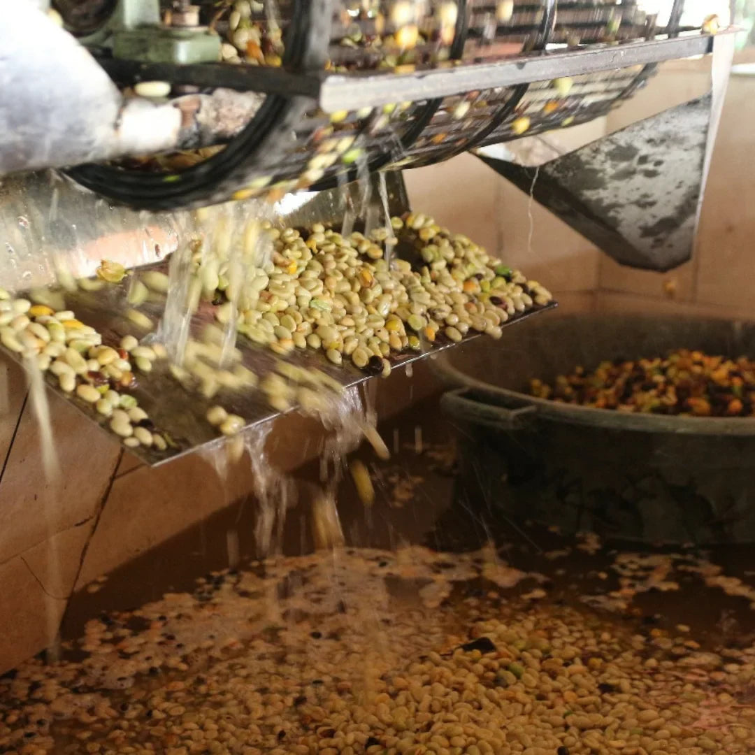 Sergio Aranda Gomez Finca Anaya - Orange Washed Orange Bourbon - Colombia