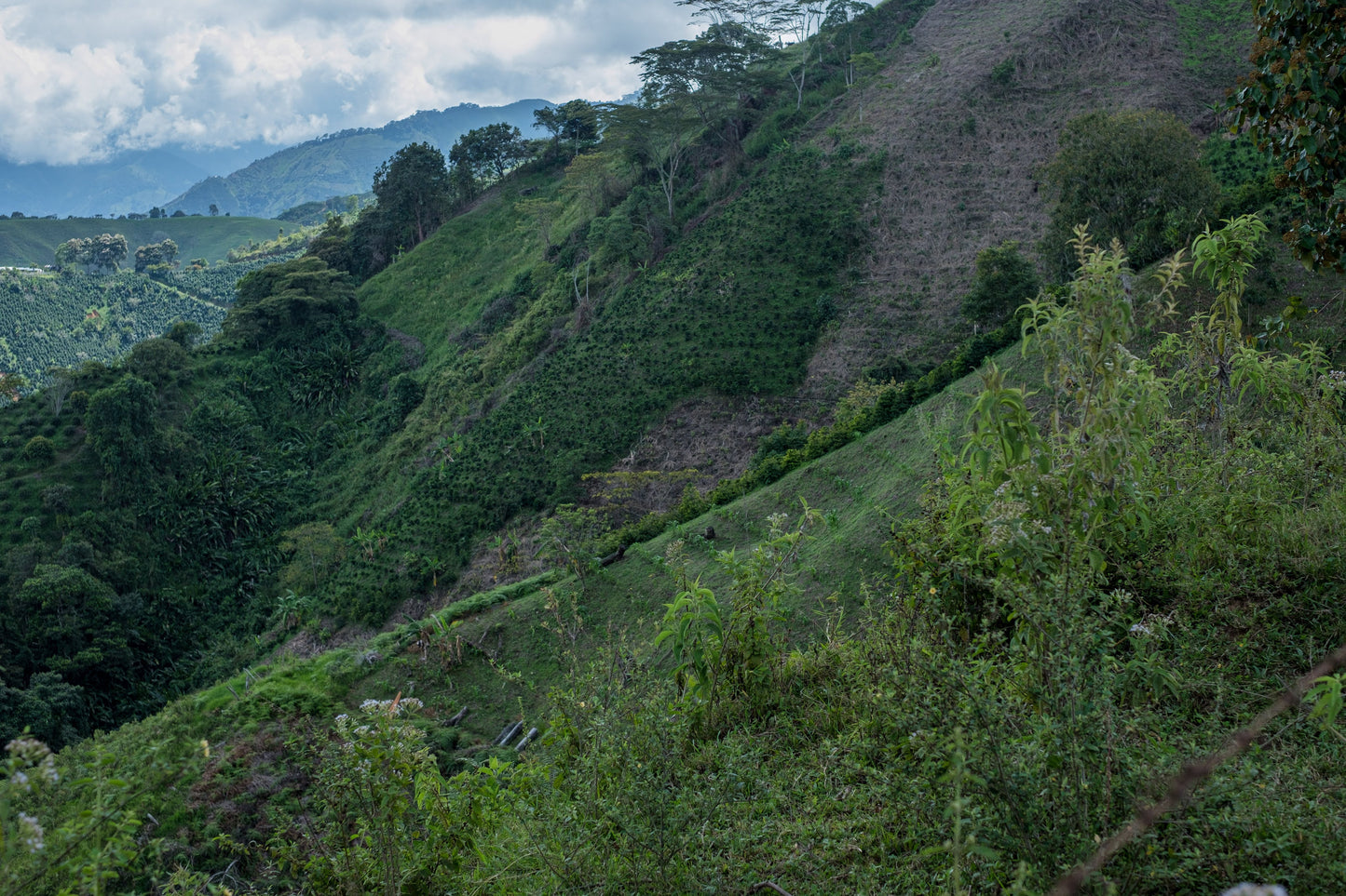 Finca El Proceso Chiroso - Colombia, washed