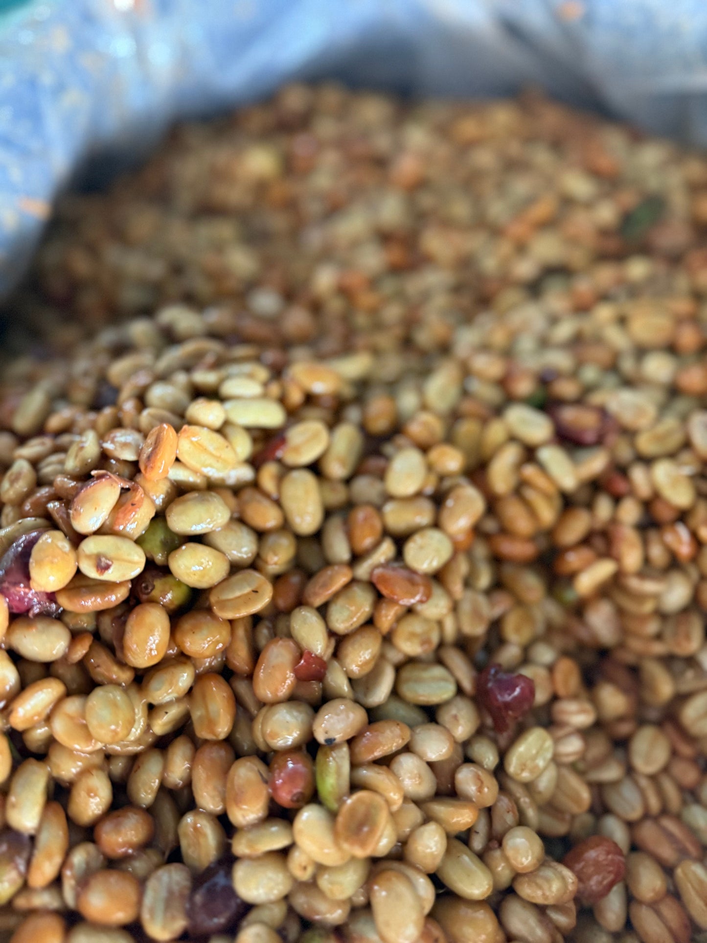 Joel Mirez Marin Family - Anaerobic Natural Catuai Marshell Gesha - Peru