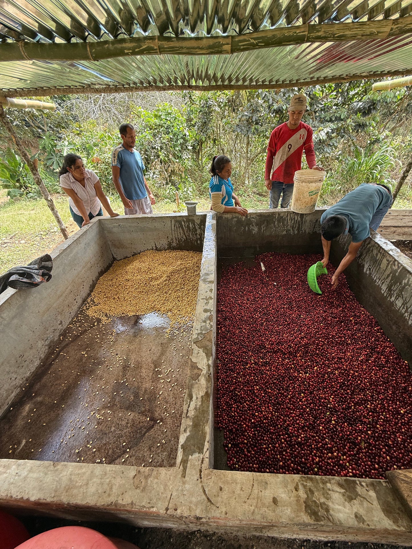 Maribel Herrera Torres San Antonio Village - Extended Washed Caturra Gesha - Peru