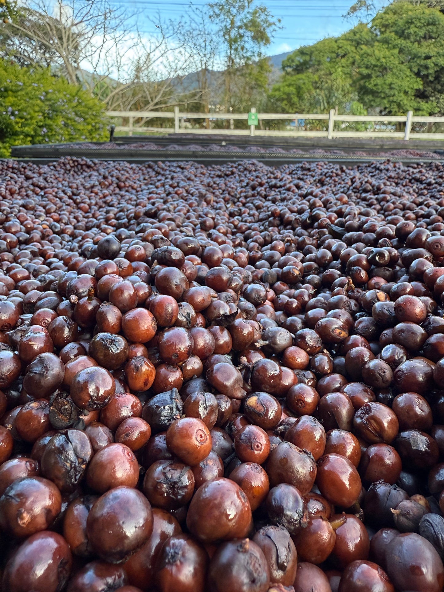 Finca Copey Geisha - Costa Rica, washed