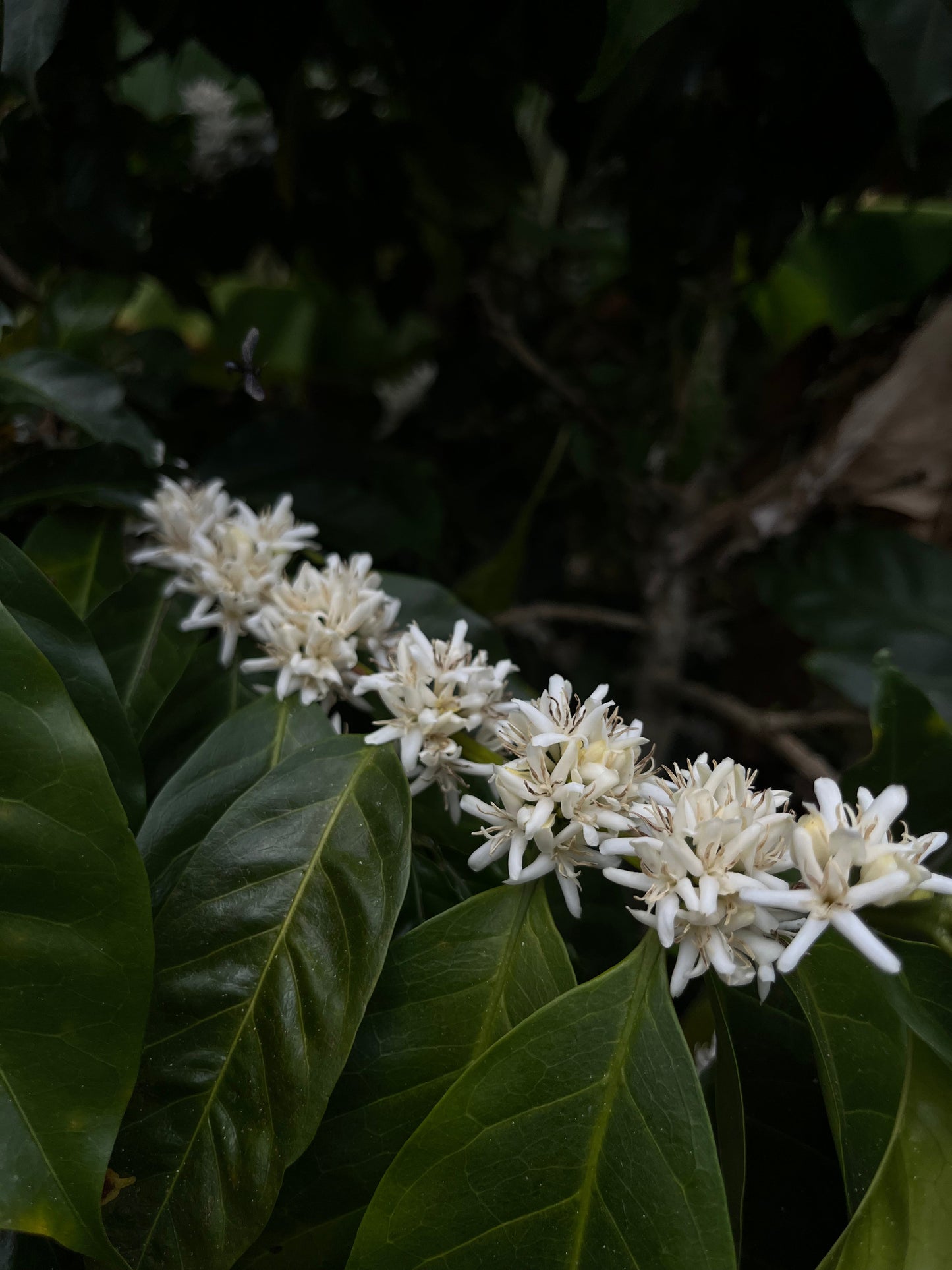 Finca Copey Geisha - Costa Rica, washed