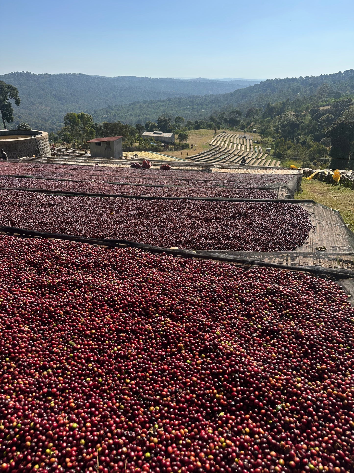 Tagel Alemayehu Olkai Coffee - Washed Landrace - Ethiopia