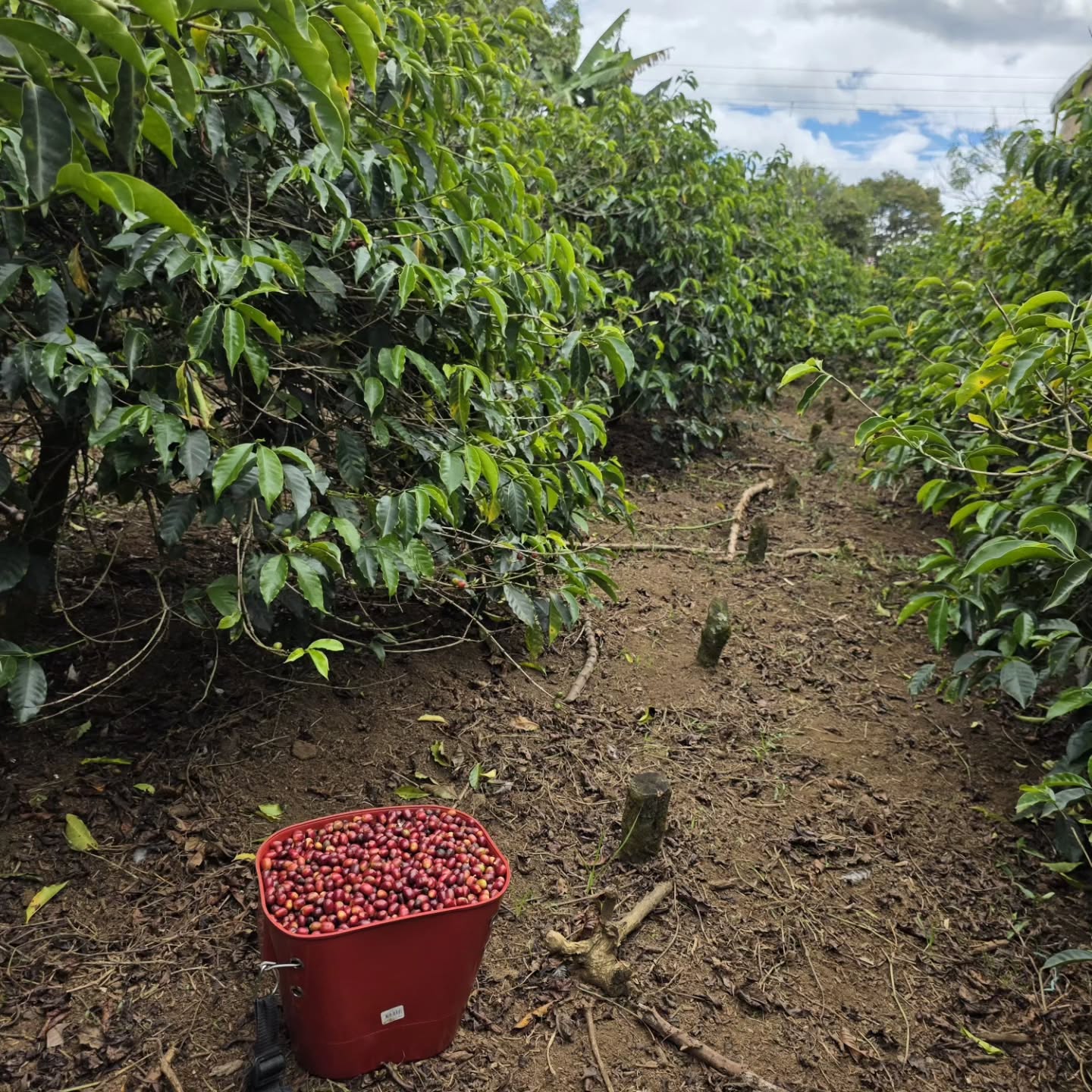 Edinson Argote Gesha : Brian Quan x Newbery St. Collaboration 114g