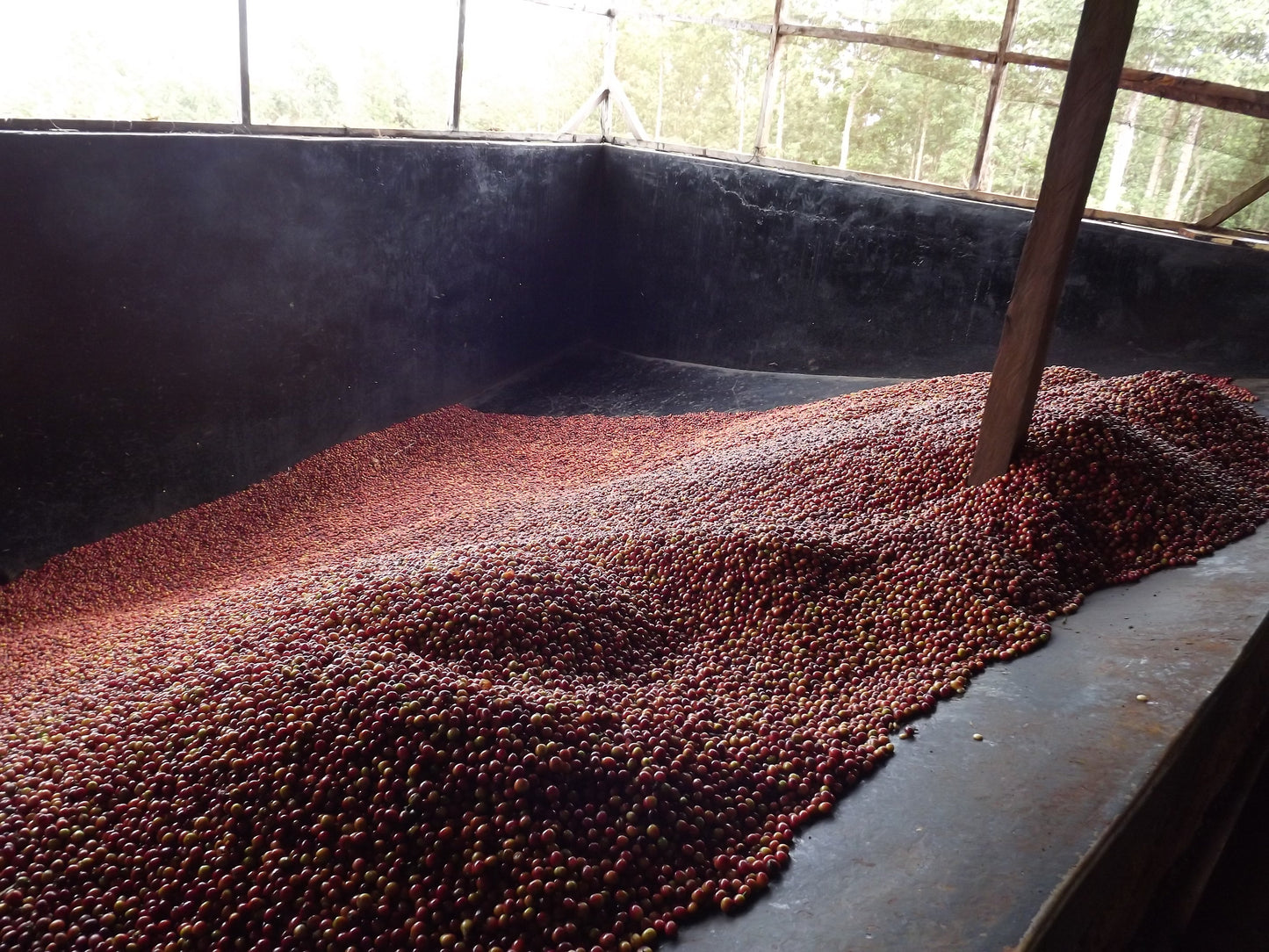Gachatha Nyeri - Gachatha Cooperative - Washed Kenya - Kenya