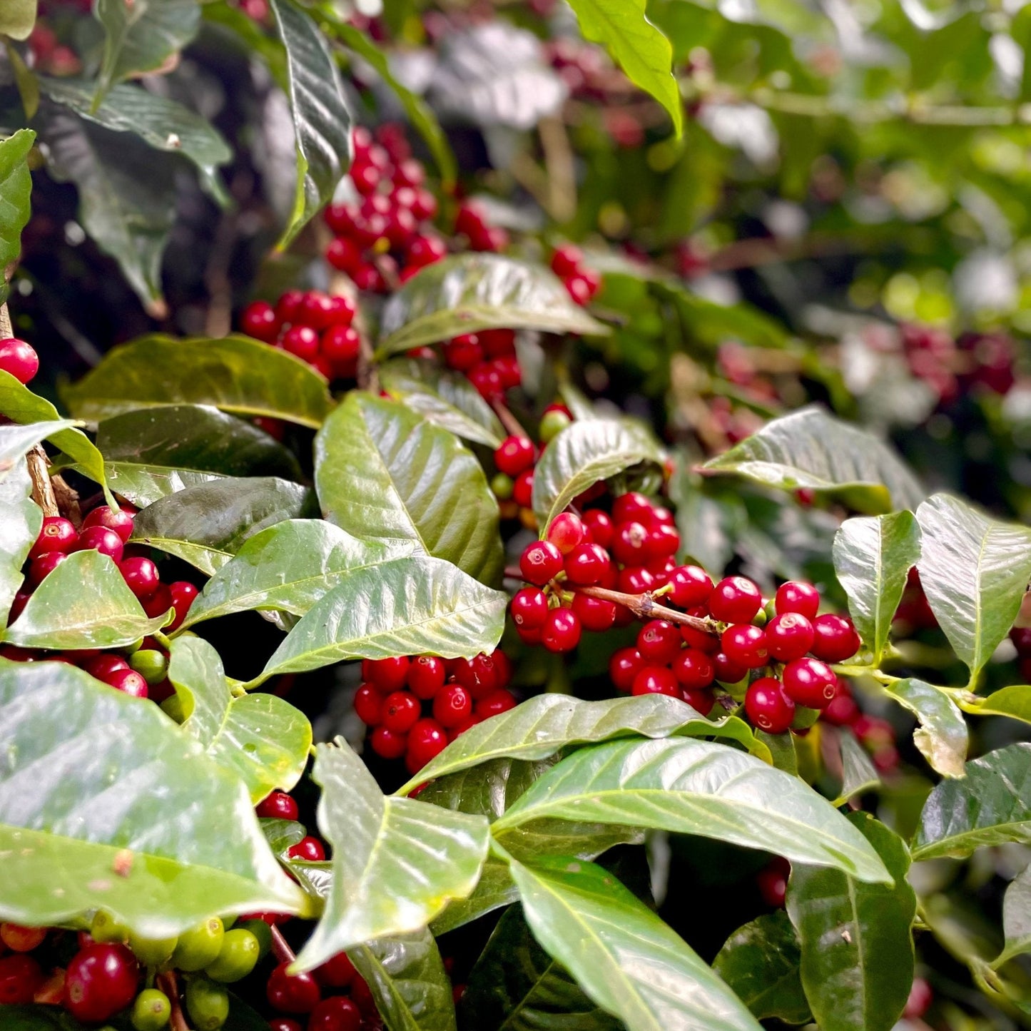 Finca Deborah - Brian Quan x Newbery St. Collaboration Coffee 114g