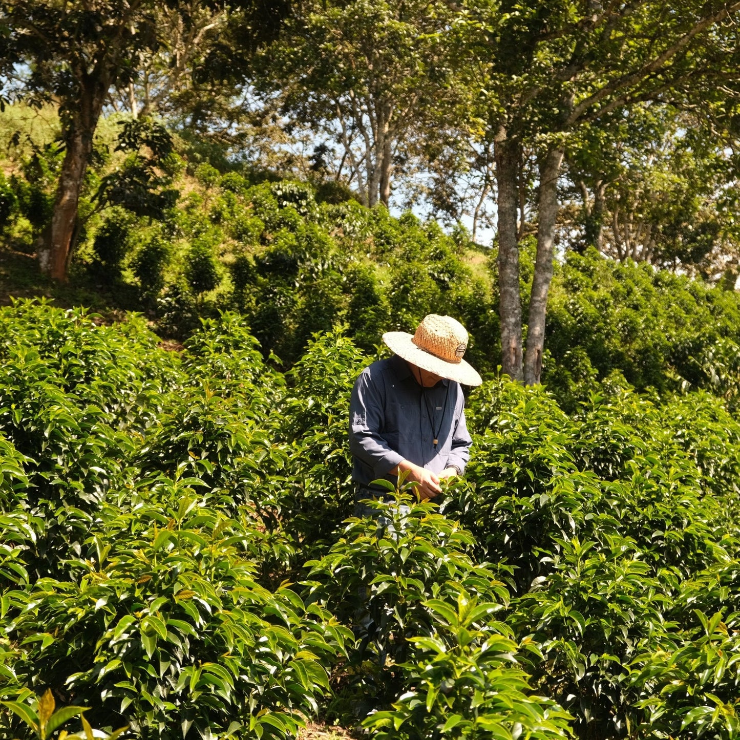 Diego Bermudez Rose Tea