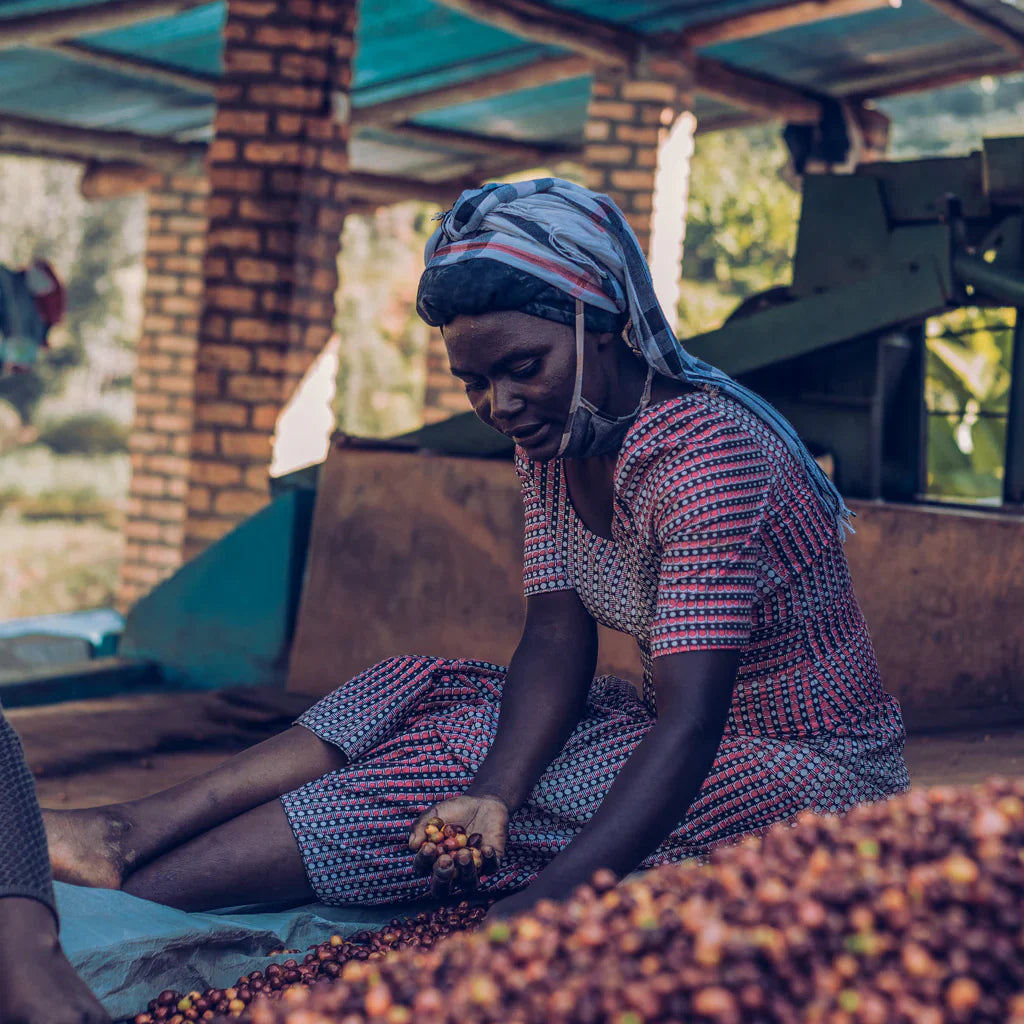 Muhororo Washing Station - Smallholder Farmers - Swiss Water Process Decaf Natural Red Bourbon - Rwanda