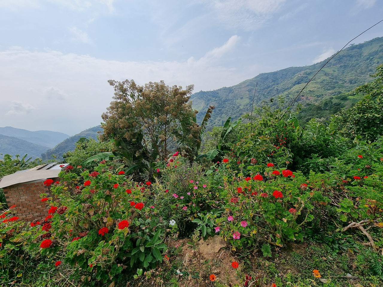 *NEW* Maribel Hererra Geisha/Caturra - Peru, washed