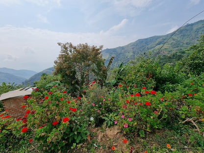 *NEW* Maribel Hererra Geisha/Caturra - Peru, washed