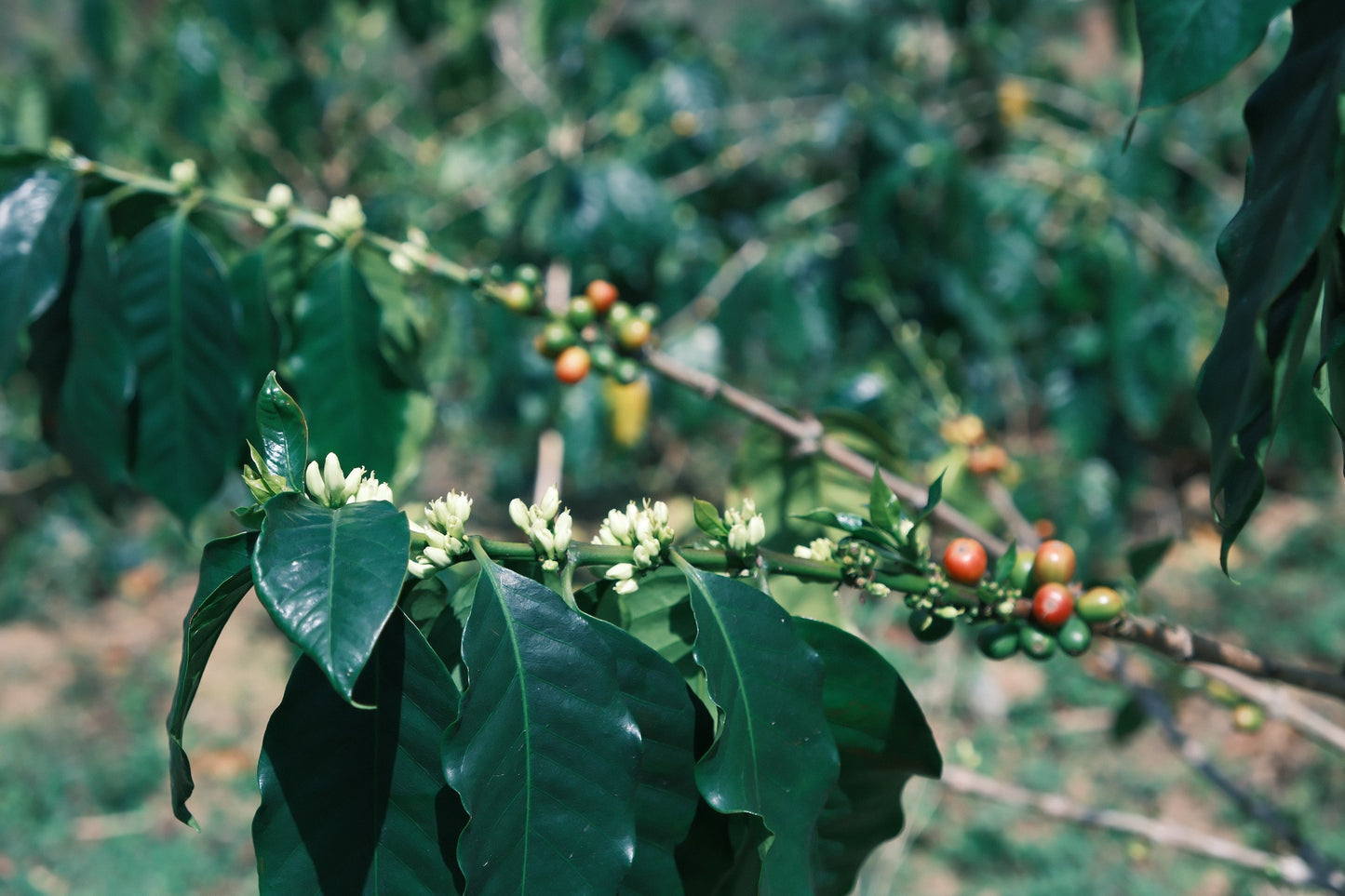 Project One Light Peach Oolong - Yeast Anaerobic Natural Catimor - China