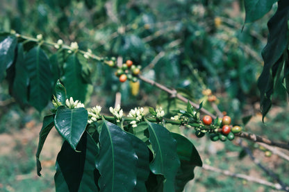 Project One Light Peach Oolong - Yeast Anaerobic Natural Catimor - China