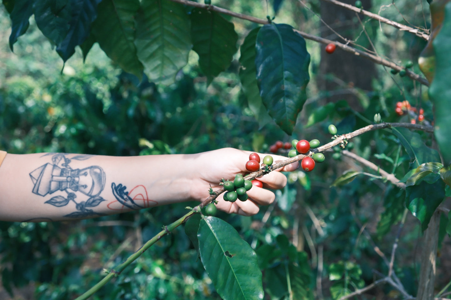 Project One Light Peach Oolong - Yeast Anaerobic Natural Catimor - China