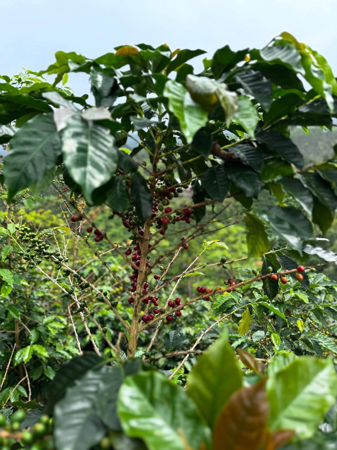 Sergio Aranda Gomez Finca Anaya - Orange Washed Orange Bourbon - Colombia