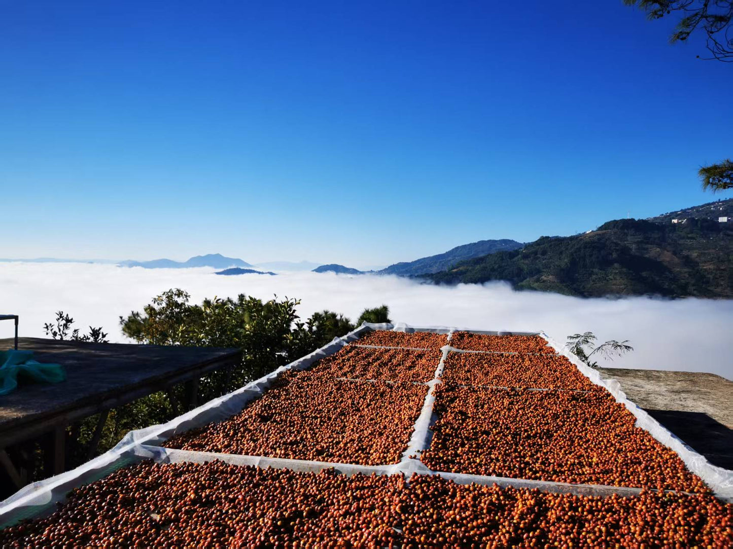 Zhu Xian’e Songfeng Estate - Anaerobic Natural Catimor - China