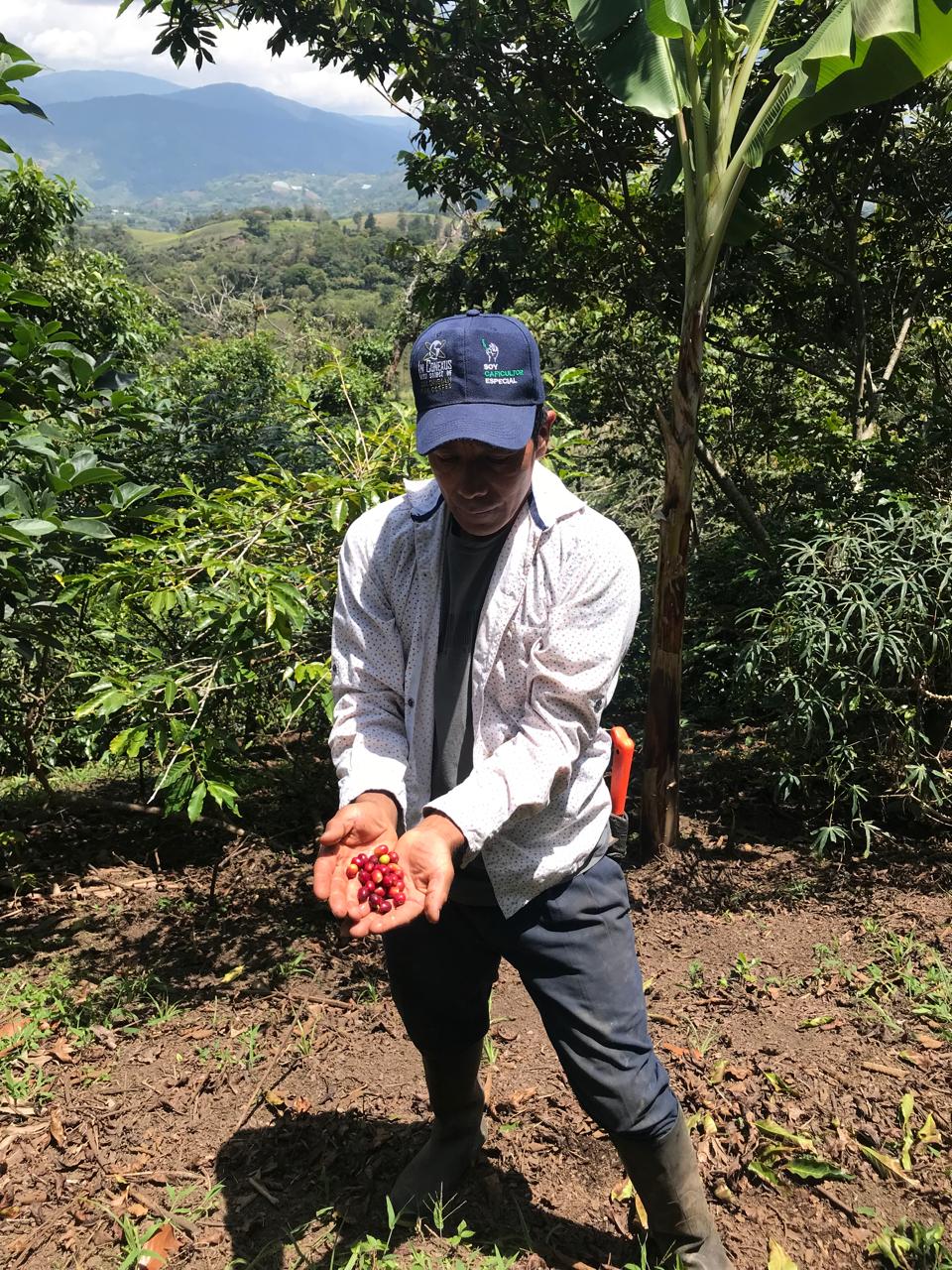Tabi Andino Espresso