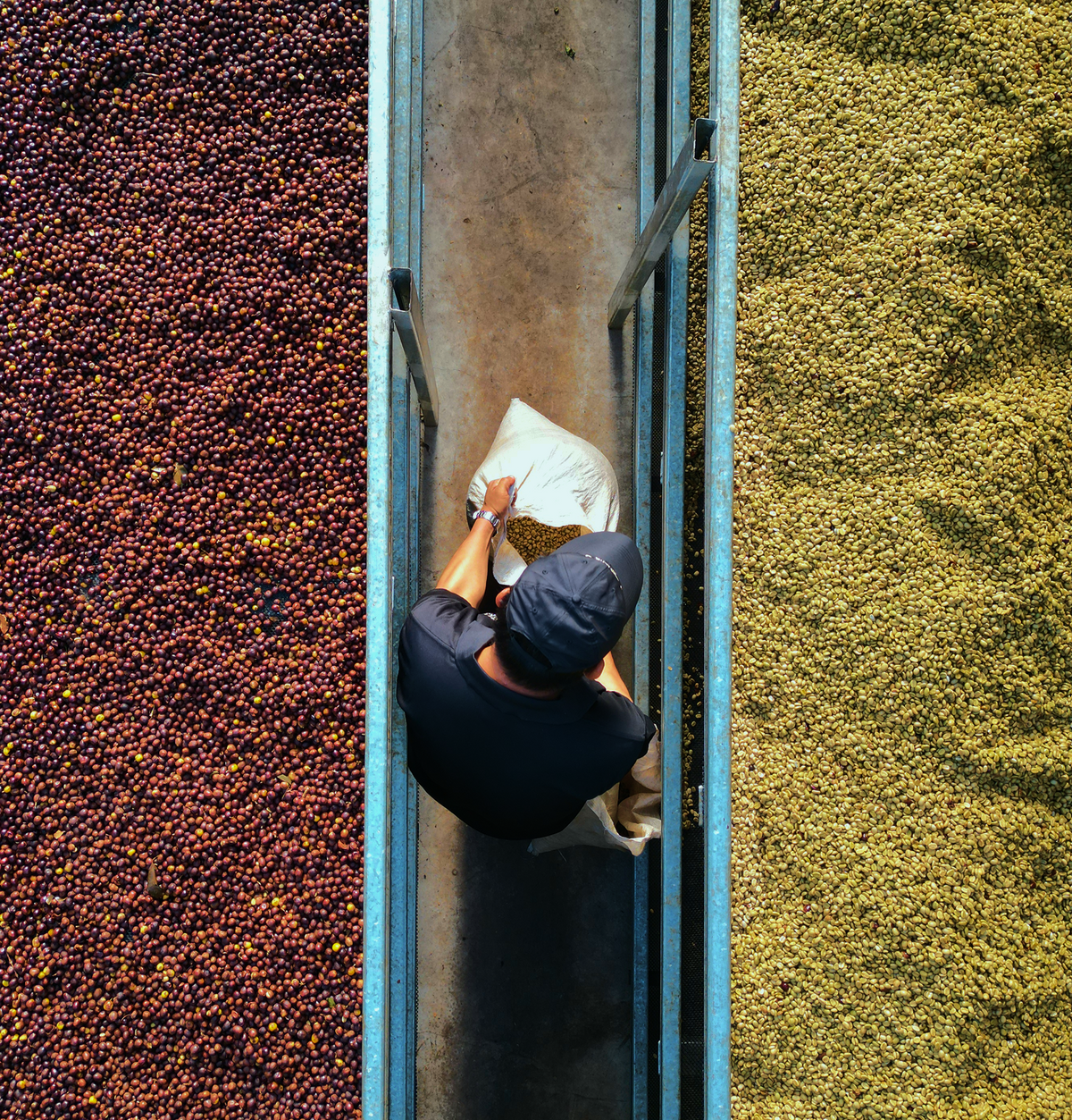Bambito Estate Coffee - Priscilla and Ivan Gonzalez - Washed Gesha - Panama