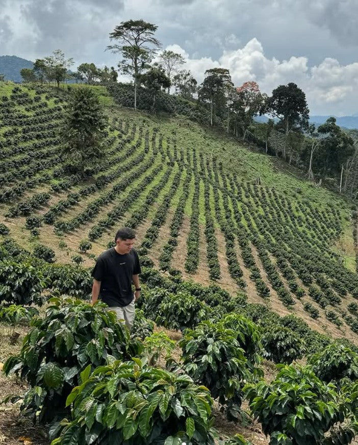 Las Palmas Brayan Alvear - Guanabana Washed Caturra - Colombia