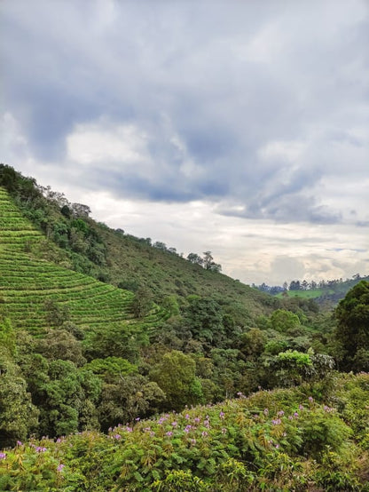 Finca Juan Martin - Banexport Project - Washed Gesha - Colombia