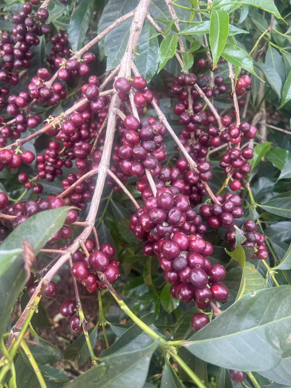 Banko Taratu - Smallholder Farmers - Washed Landrace - Ethiopia