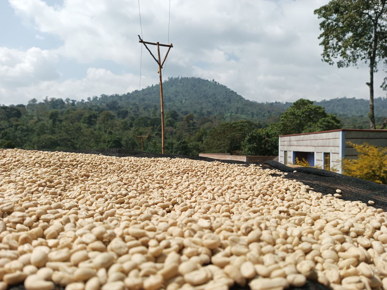 Banko Taratu - Smallholder Farmers - Washed Landrace - Ethiopia