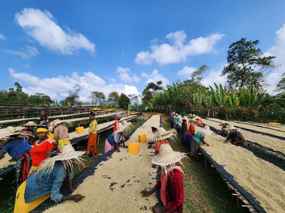 Banko Taratu - Smallholder Farmers - Washed Landrace - Ethiopia