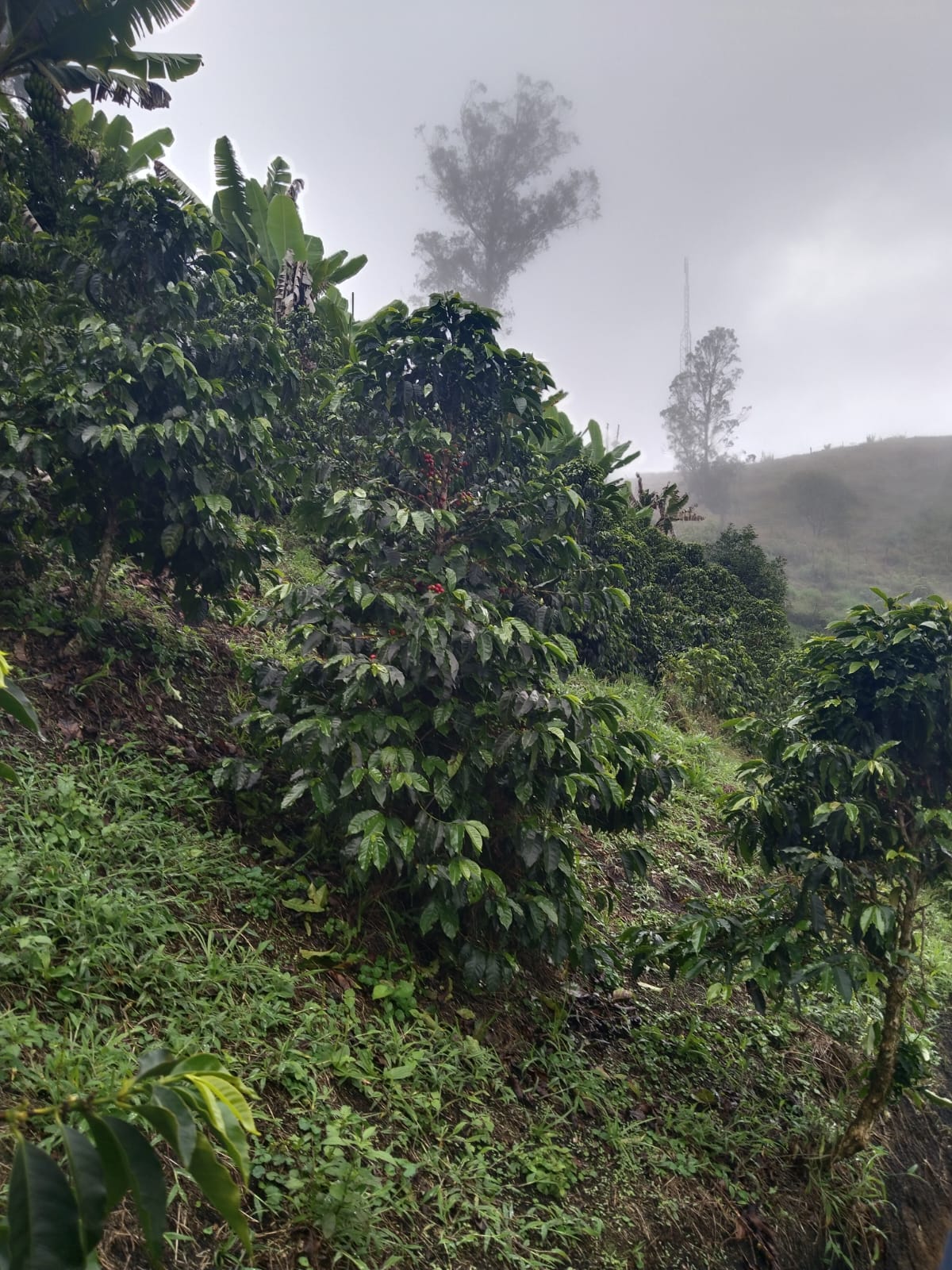 Ilde Burbano El Pilon - Anaerobic Washed Pink Bourbon - Colombia