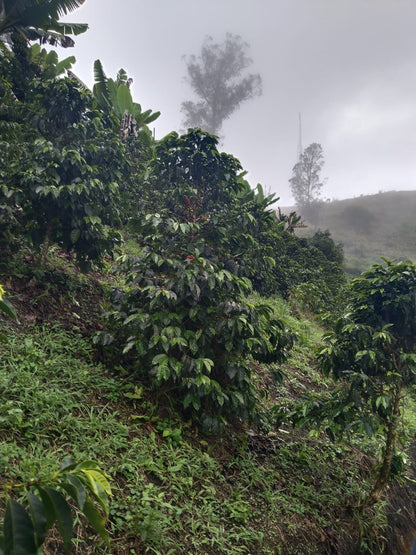 Ilde Burbano El Pilon - Anaerobic Washed Pink Bourbon - Colombia