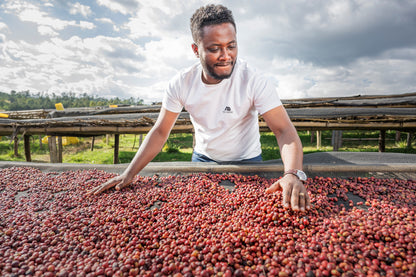 Tamiru Tadesse Alo Coffee - DRD Natural 74158 - Ethiopia