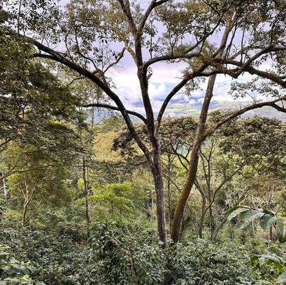 Ecuador Servio Gonzalez - Geisha