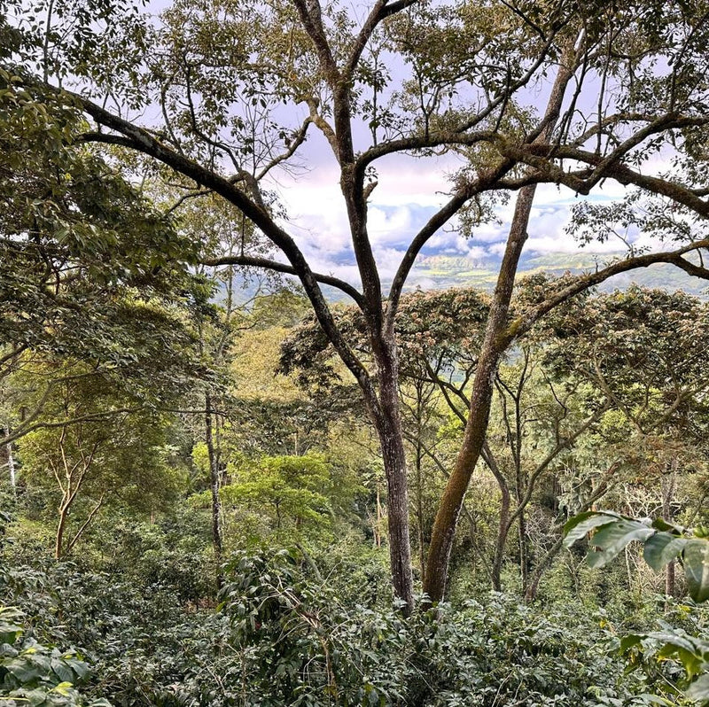 Ecuador Servio Gonzalez - Geisha