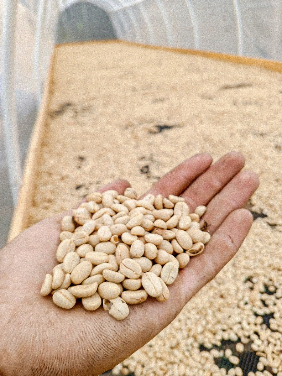 Andrés Felipe Osorio