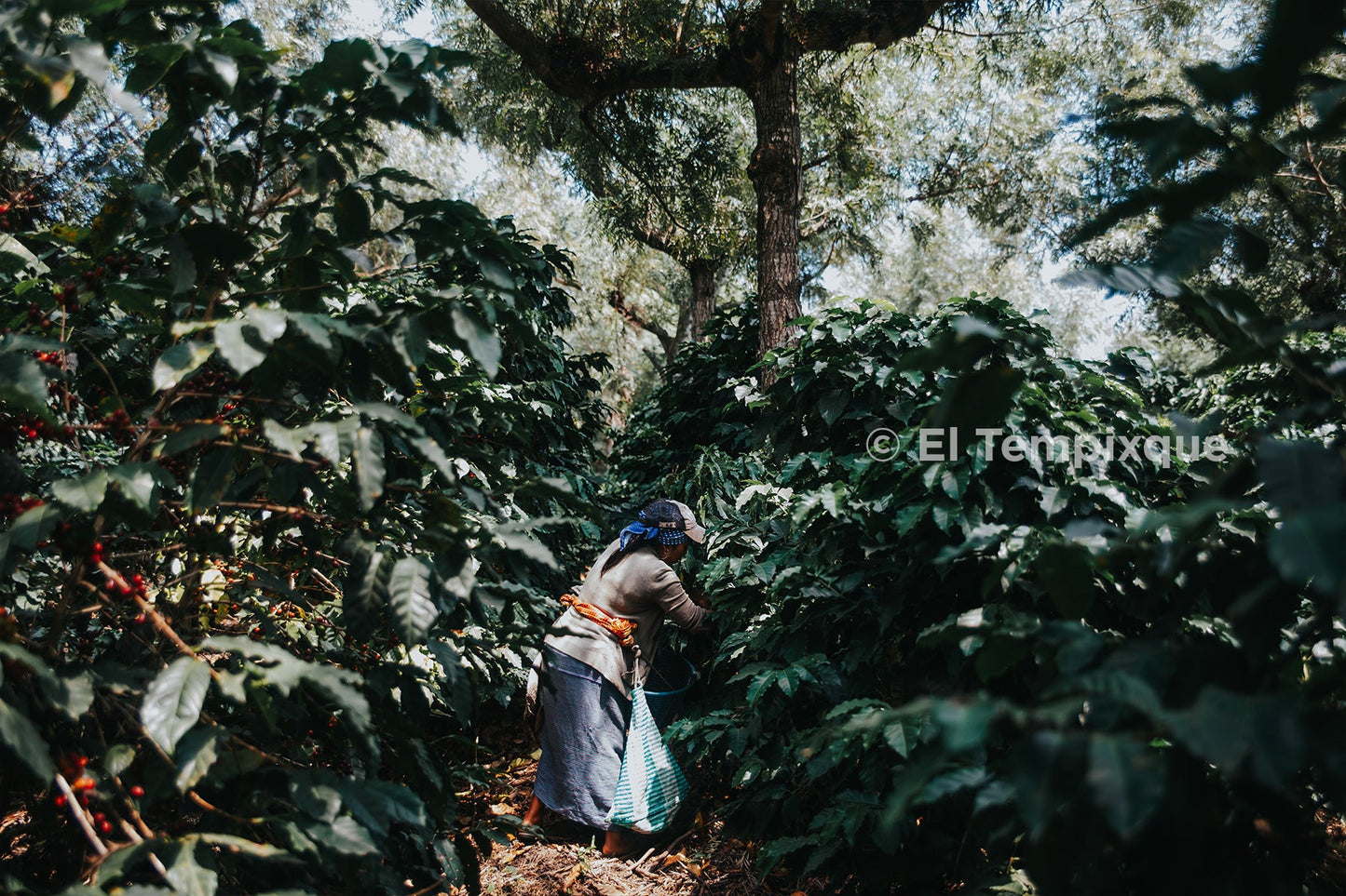 Cup of Excellence Guatemala #7 Granja El Tempixque - Washed Catuaí