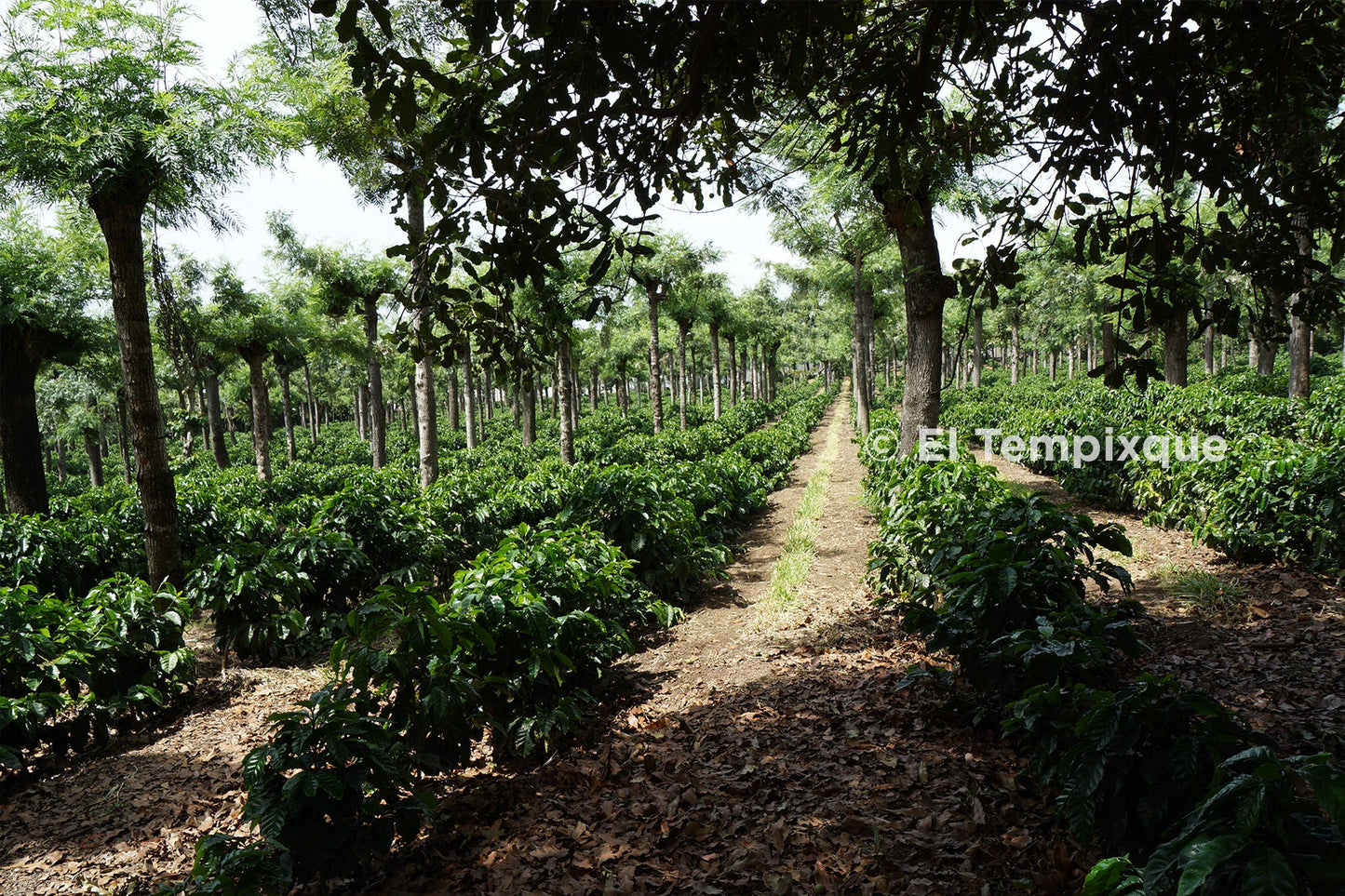 Cup of Excellence Guatemala #7 Granja El Tempixque - Washed Catuaí