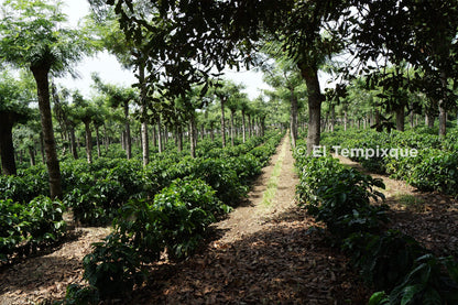 Cup of Excellence Guatemala #7 Granja El Tempixque - Washed Catuaí