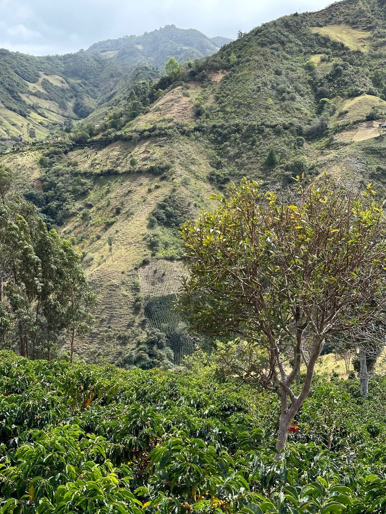 El Ajial — Freezer Reserve
