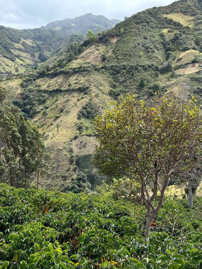 El Ajial — Freezer Reserve