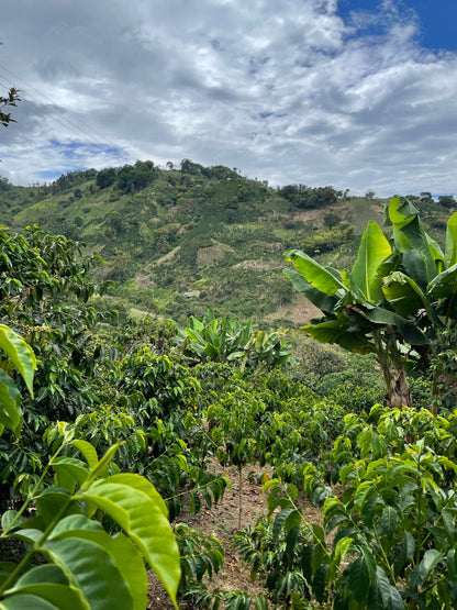 Finca El Higuerón Sidra - Colombia, washed