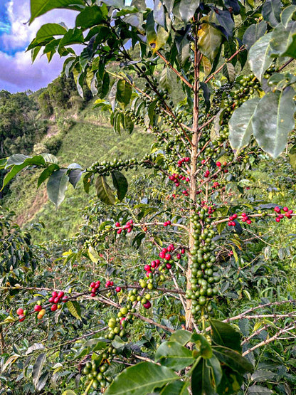 Victor Bonilla's Aruzi