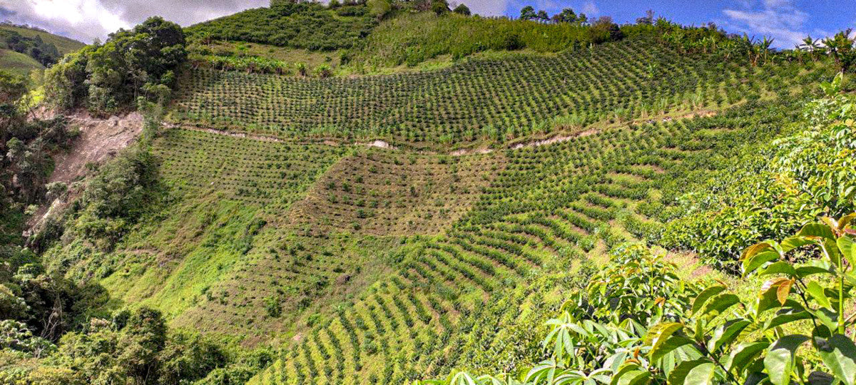 Victor Bonilla's Aruzi