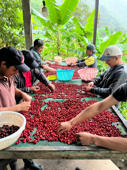Hacienda La Florida Typica Mejorado - Ecuador, natural carbonic maceration