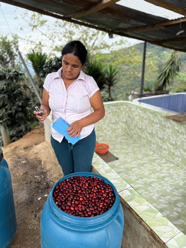 *NEW* Maribel Hererra Geisha/Caturra - Peru, washed