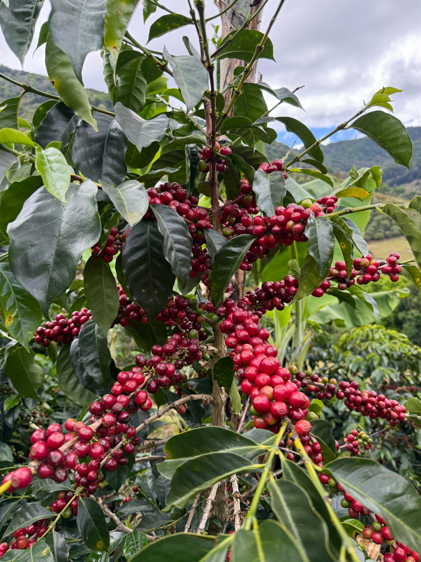 Finca Copey Geisha - Costa Rica, washed