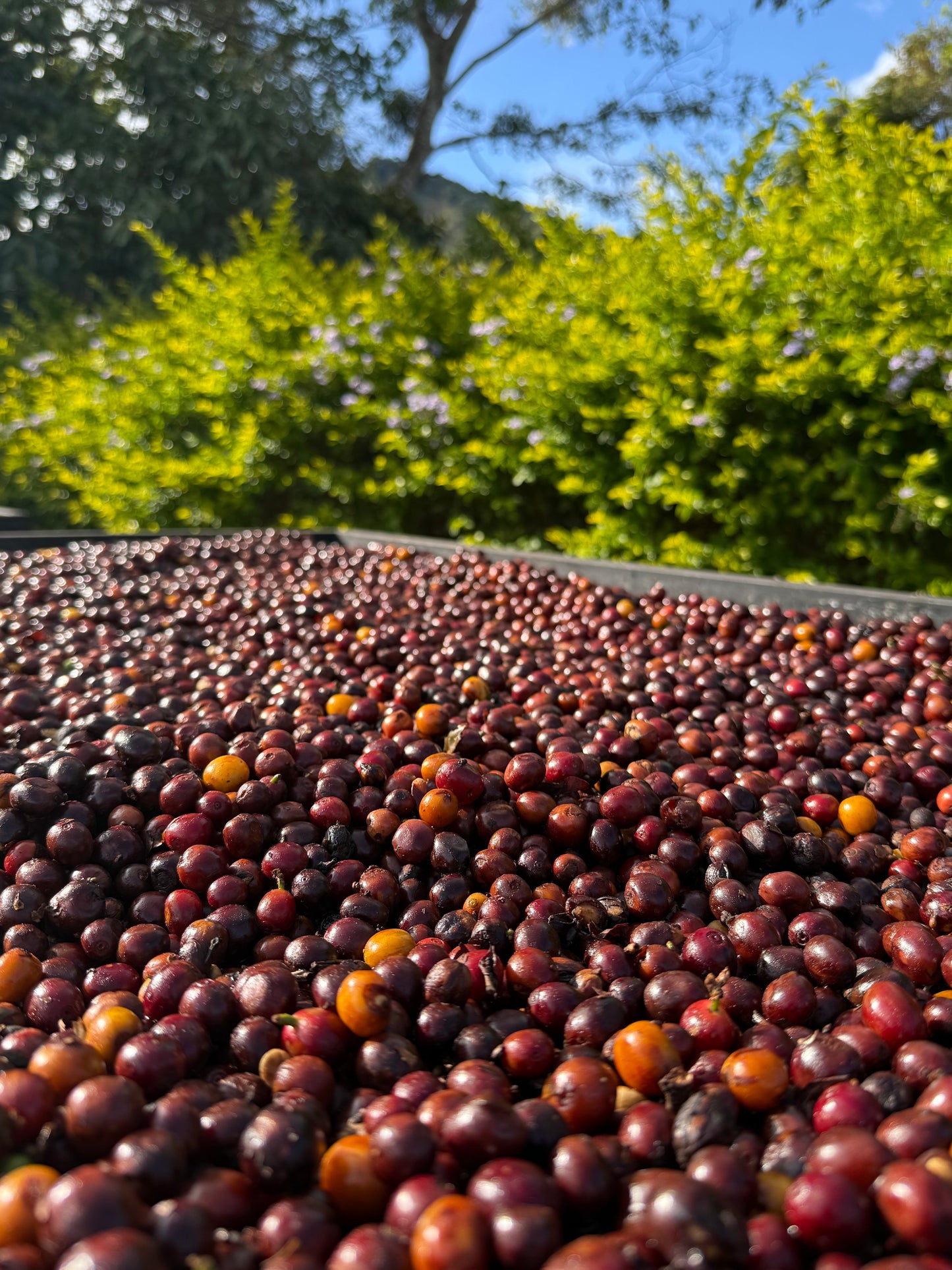 Finca Copey Geisha - Costa Rica, washed