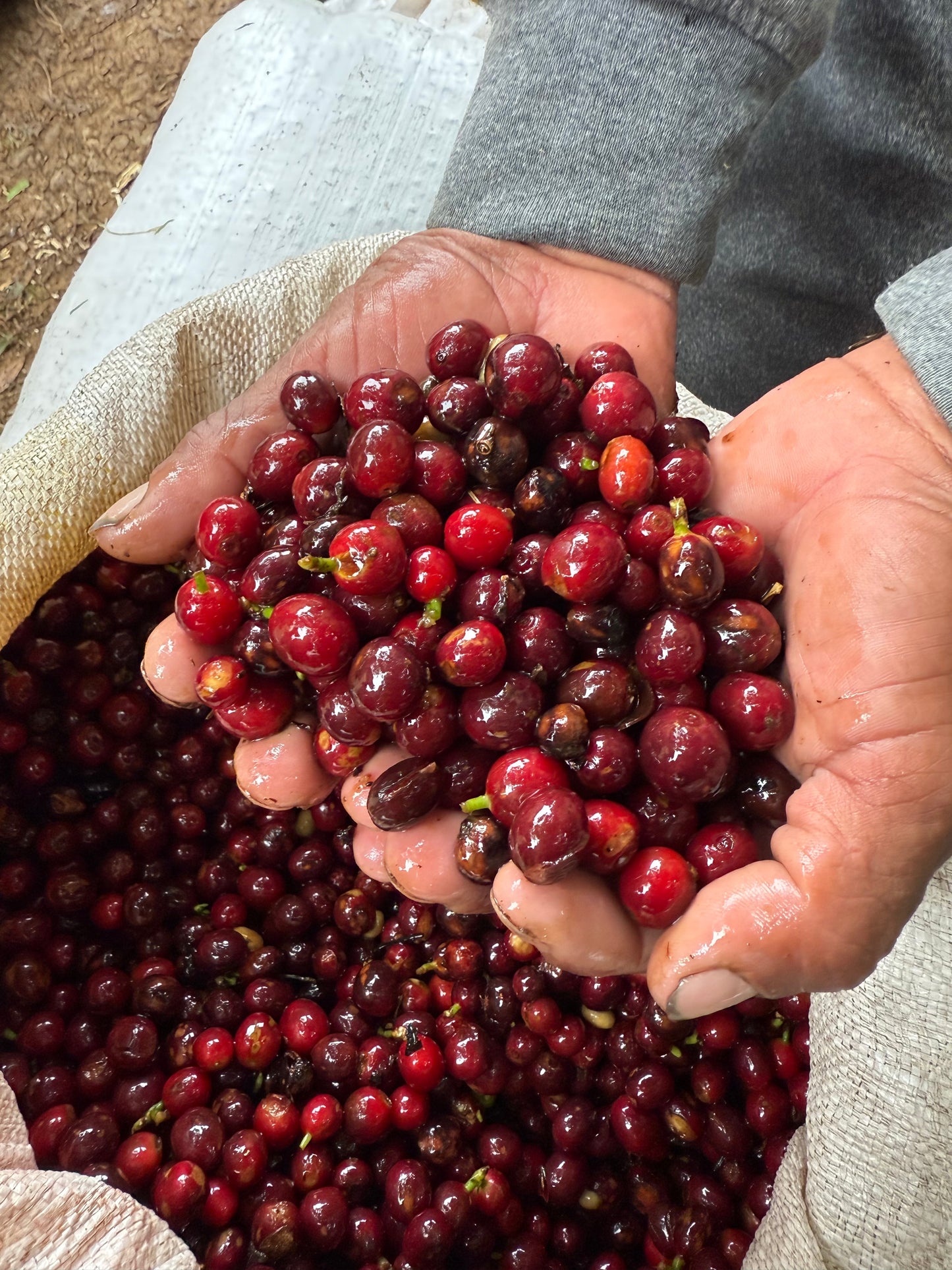 Finca Copey Geisha - Costa Rica, washed