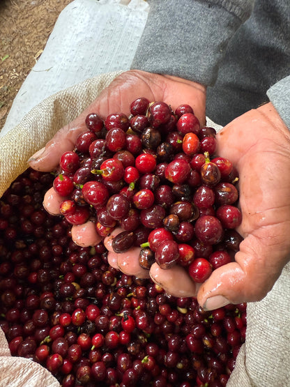 Finca Copey Geisha - Costa Rica, washed