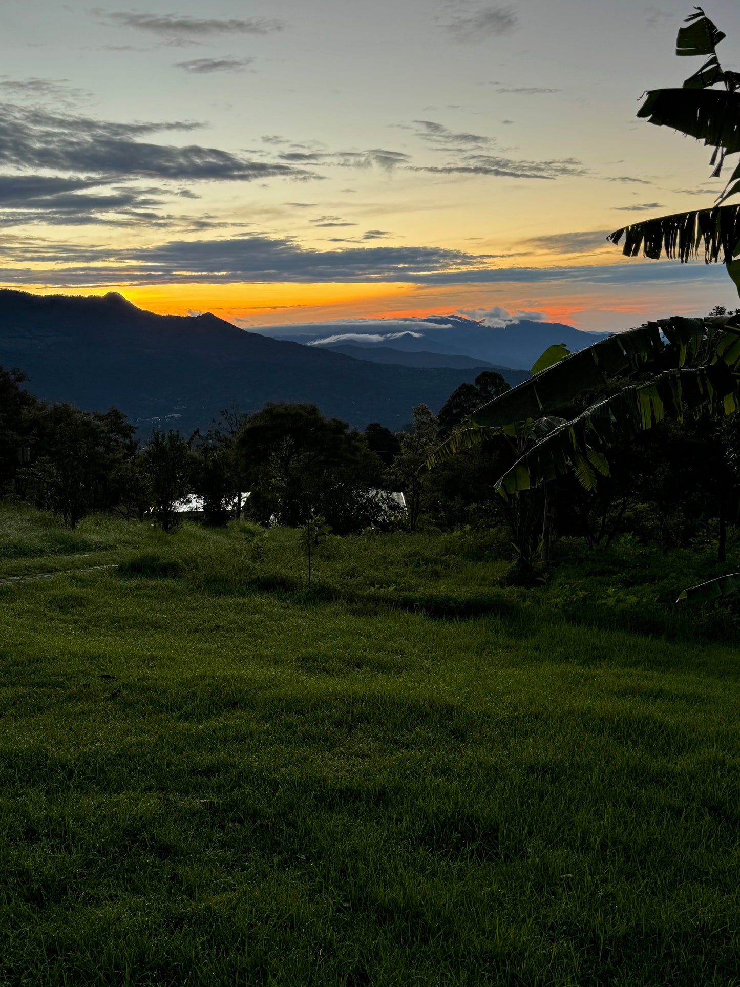 Finca Nuevo Colorado Geisha - Panama, washed