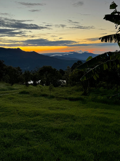 Finca Nuevo Colorado Geisha - Panama, washed