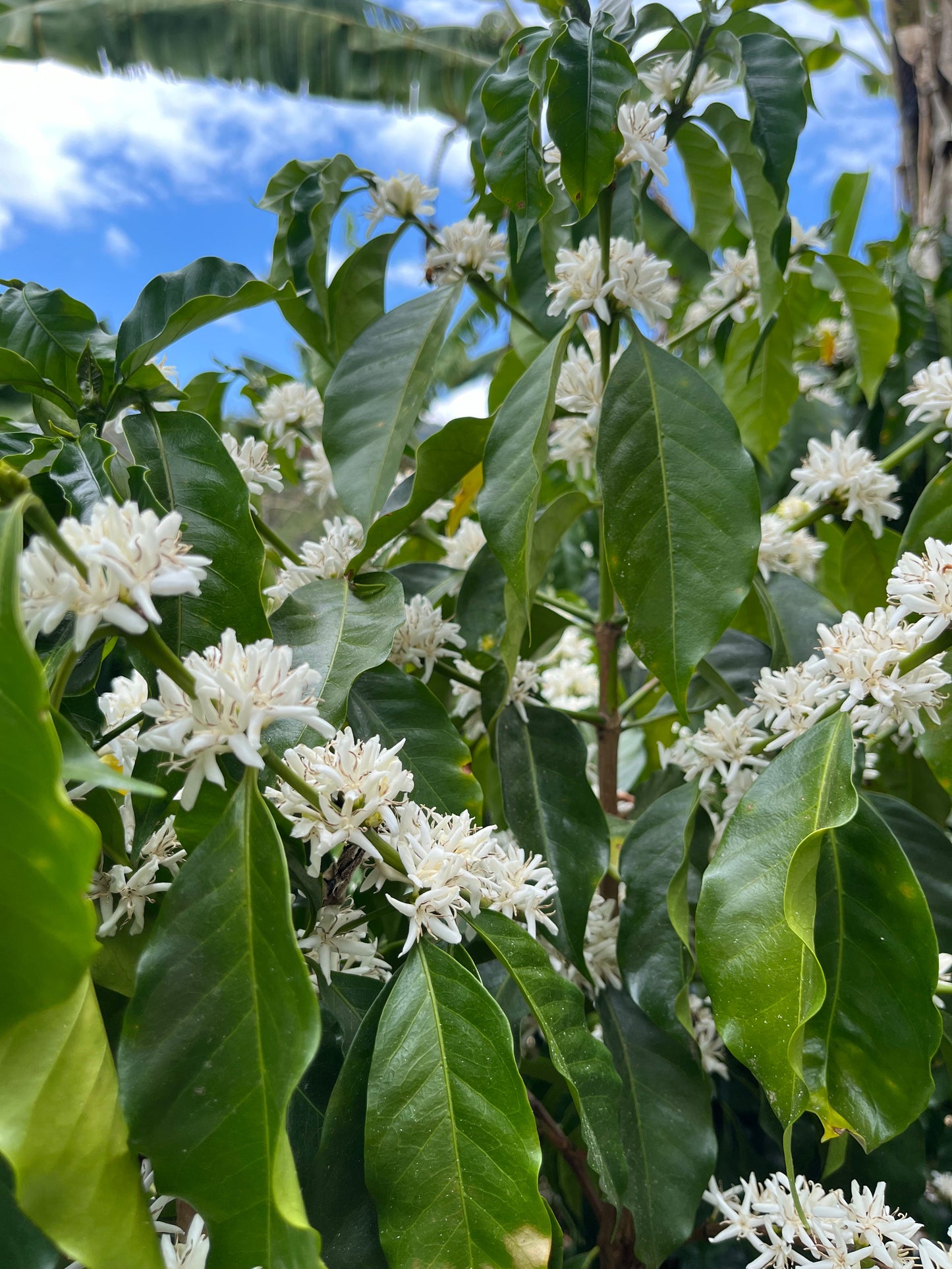 Finca Copey Geisha - Costa Rica, washed