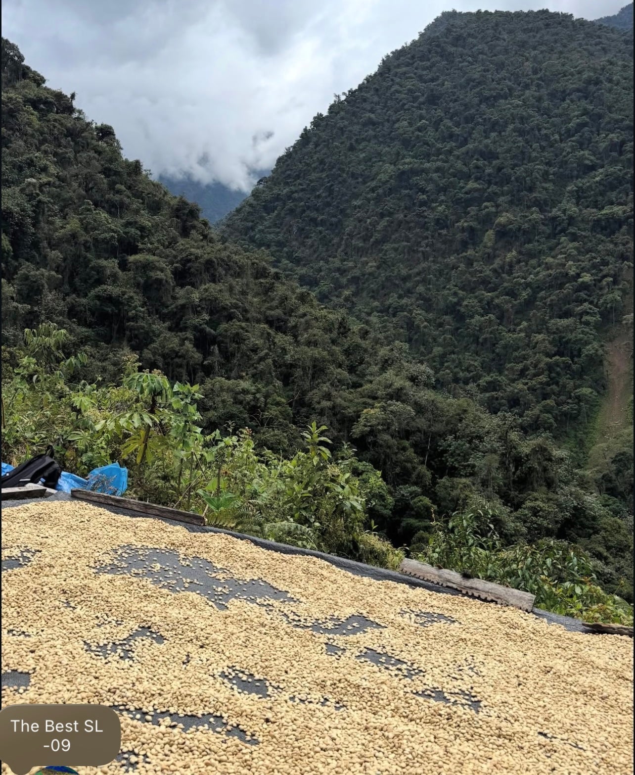 Corral Pampa - Isidro Orosco - Washed SL9 - Peru